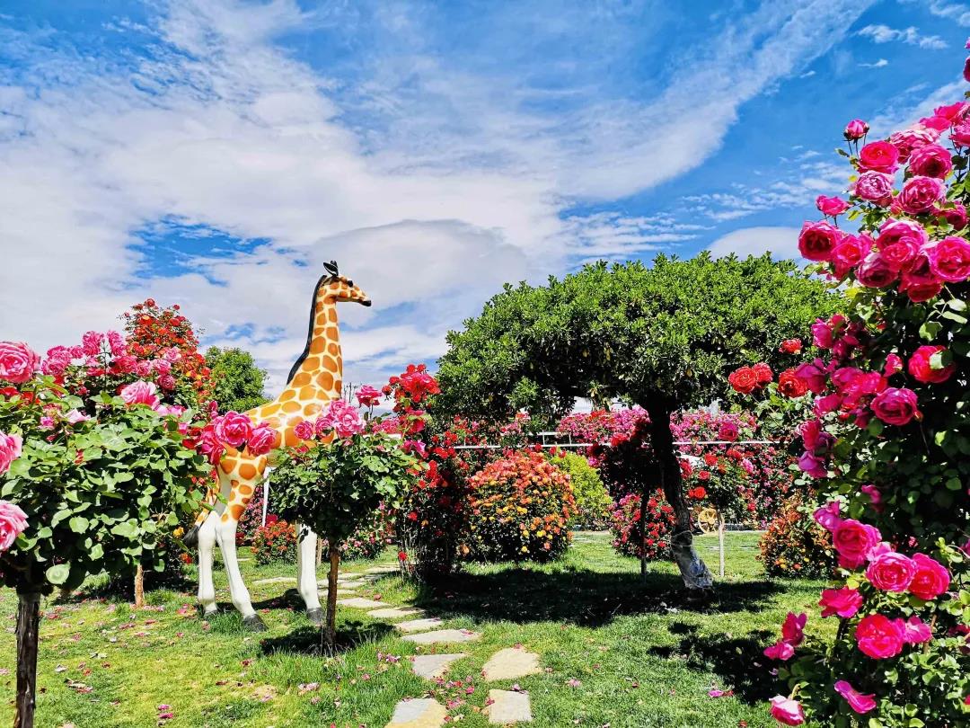 周末去哪兒？麗江這里花開成海，把園區打造成湖濱公園景區快來打卡！