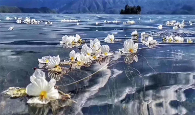 麗江旅游 戲水、弄花！瀘沽湖最美的季節到了！