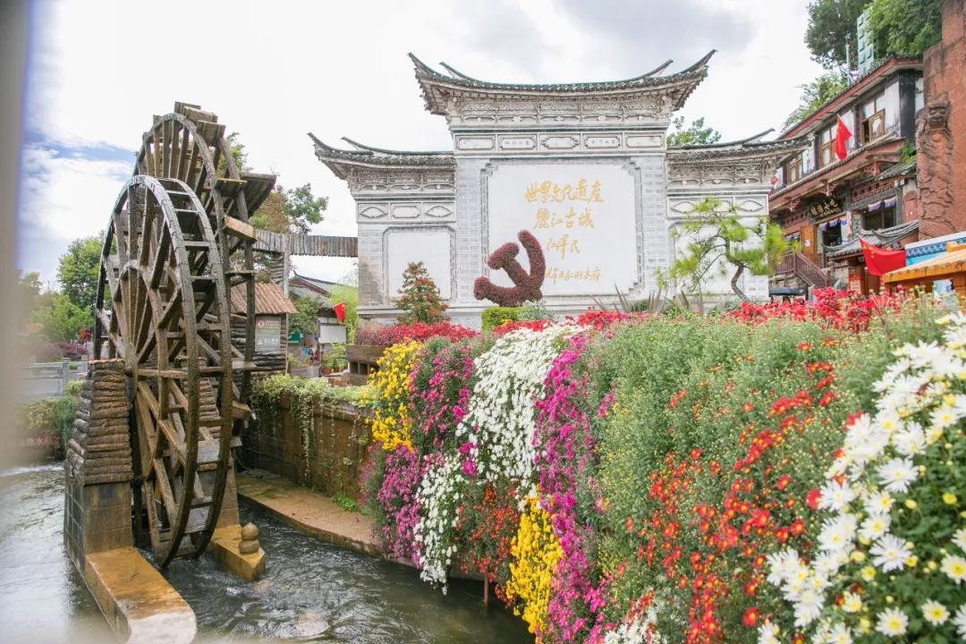 麗江傳媒，萬朵菊花簇擁麗江古城！中秋時節快來賞菊！