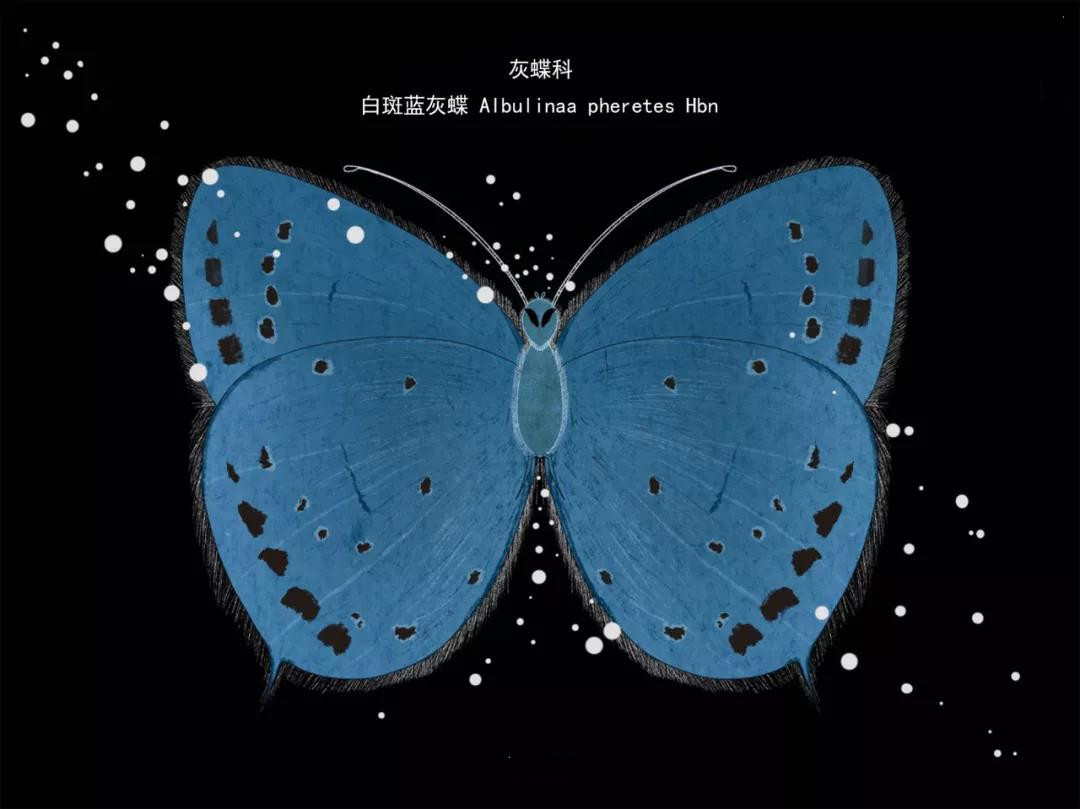 麗江傳媒公司：什么是玉龍雪山生物多樣性之美？且看這一只只“會飛的花朵”