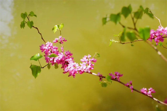 我在麗江的冬天，想念四季在公園閑逛的模樣