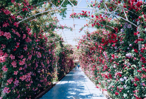 麗江的“莫奈花園”，盛開了
