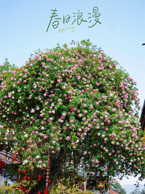 云南旅游,云南旅行社,云南團建公司,云南會議公司,云南策劃公司,麗江旅游,麗江旅行社,麗江團建公司,麗江策劃公司,麗江會議公司：一季芳華，半城詩畫，麗江古城的薔薇開了